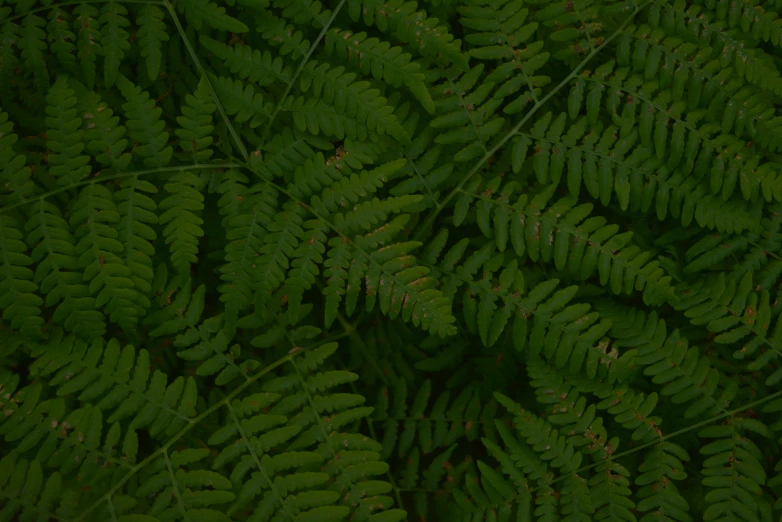 a close - up view of a fern leaf on a sunny day