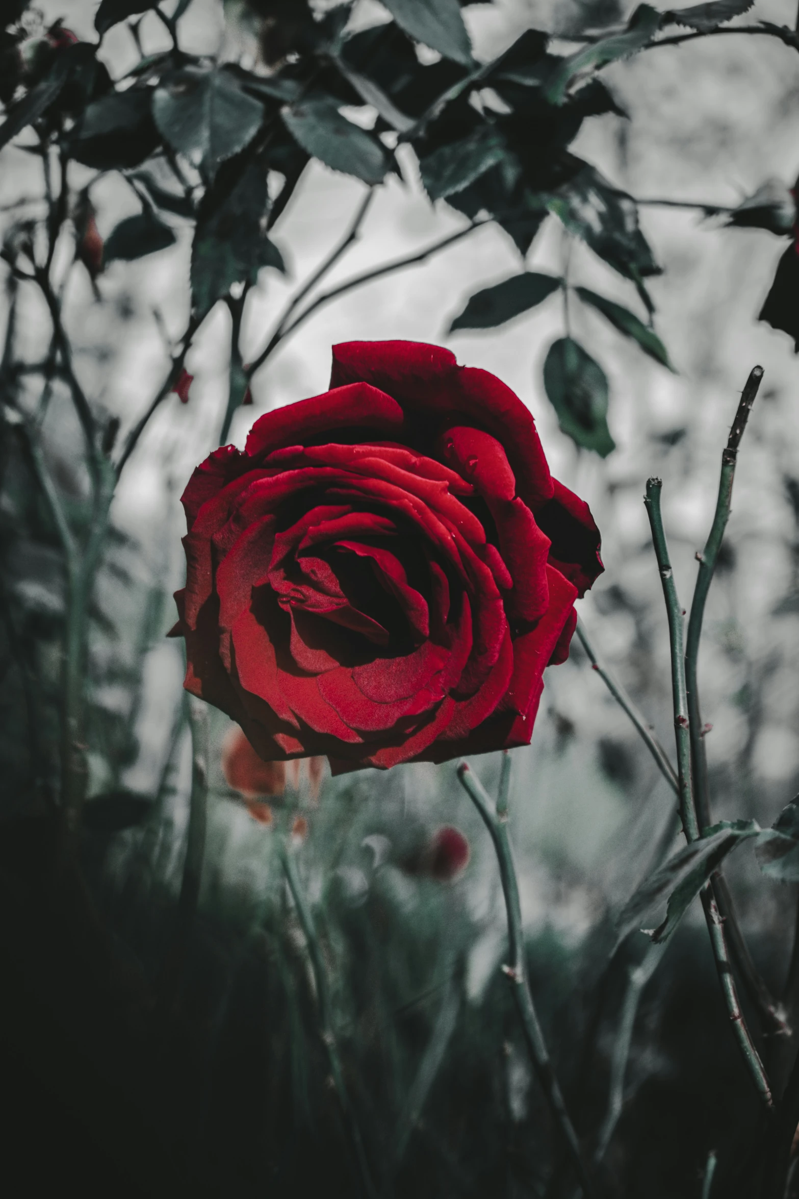 red rose with green leaves in a dark garden