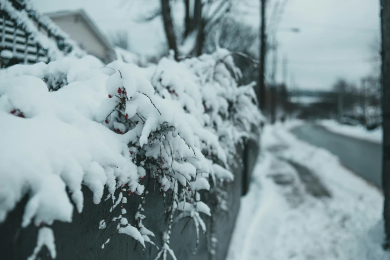 some snow is covering the shrub next to the street