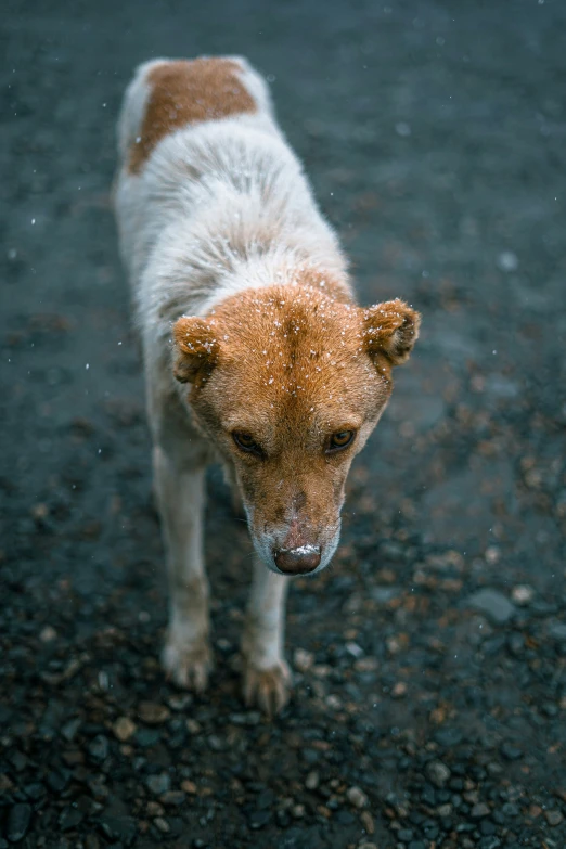 a dog with white fur looking at the camera