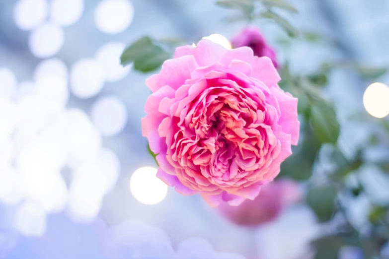 a flower is growing on a tree limb