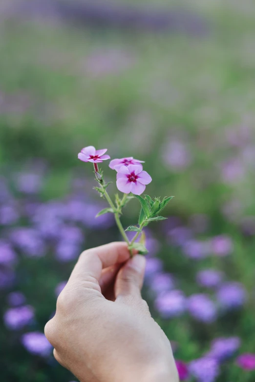 someone holding a small pink flower in their hand