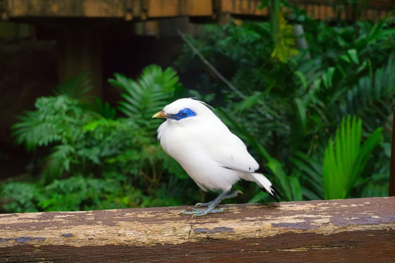 a blue and white bird on top of a wooden nch