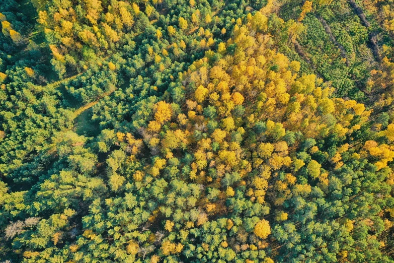 the tops of trees with yellow leaves from above