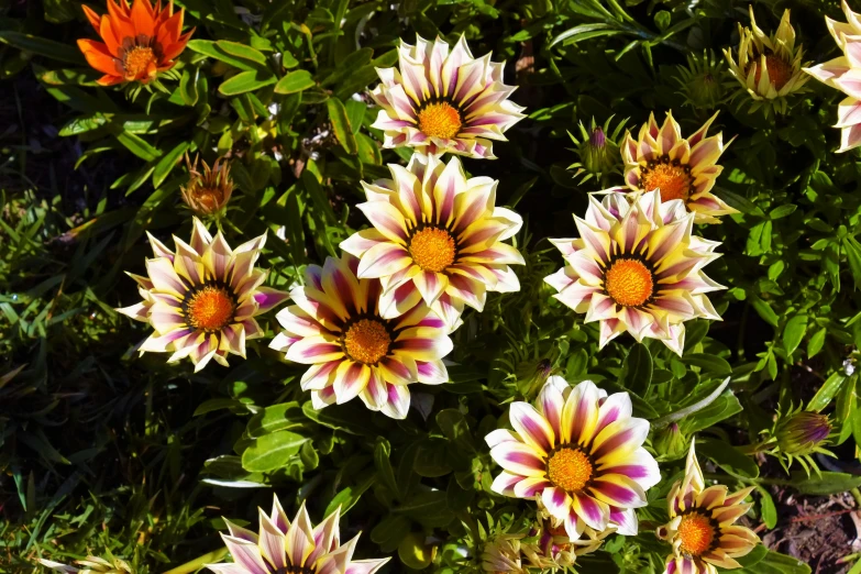 a large group of flowers with different colors