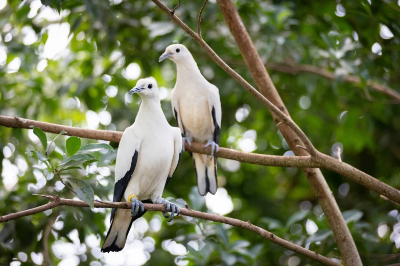 the two birds are perched on the thin nch