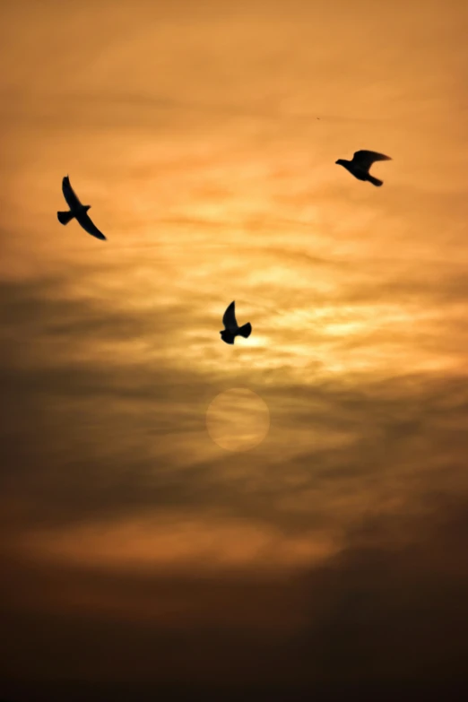 two birds are flying on the sky at sunset