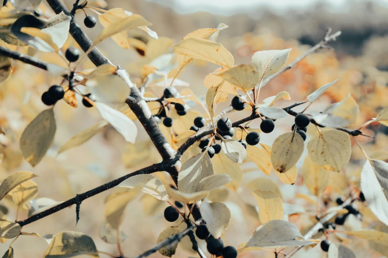 close up of a black berries and brown leaves on tree