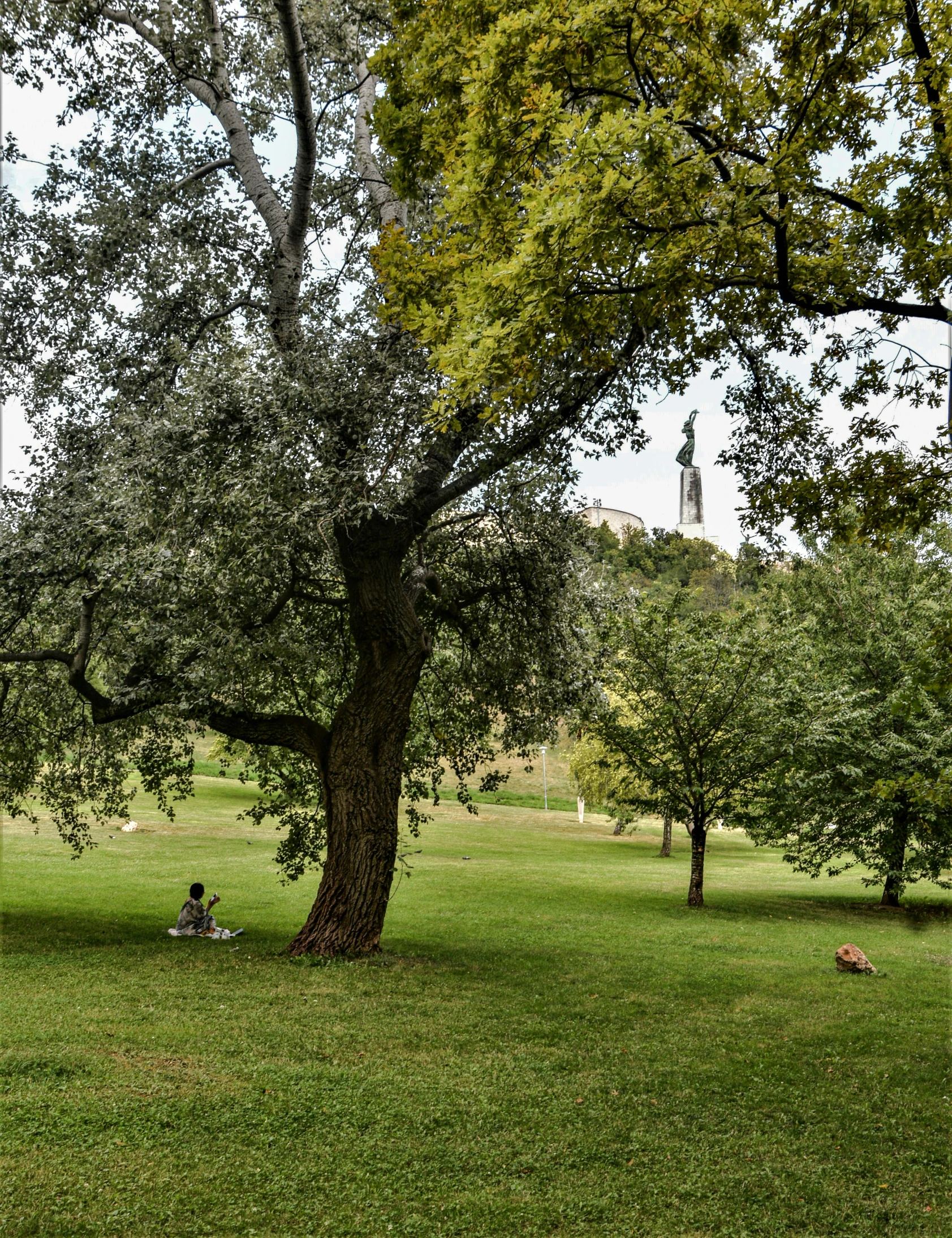 two people sitting in the shade of a big green tree