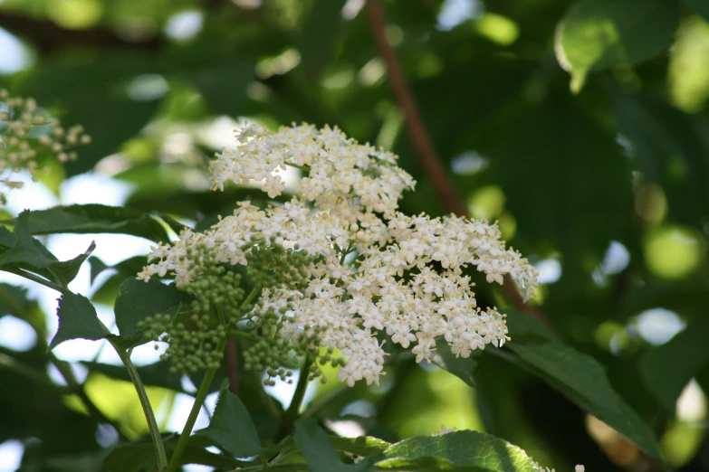 a nch of flowering tree with some leaves on it