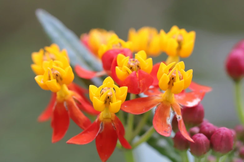 this is a bunch of flowers in different colors