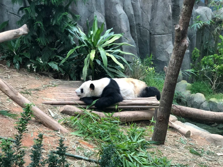 a panda is sitting on a piece of bamboo