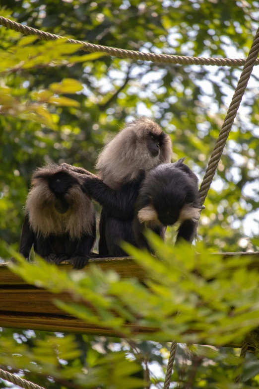 two monkeys sitting on a rope in the woods