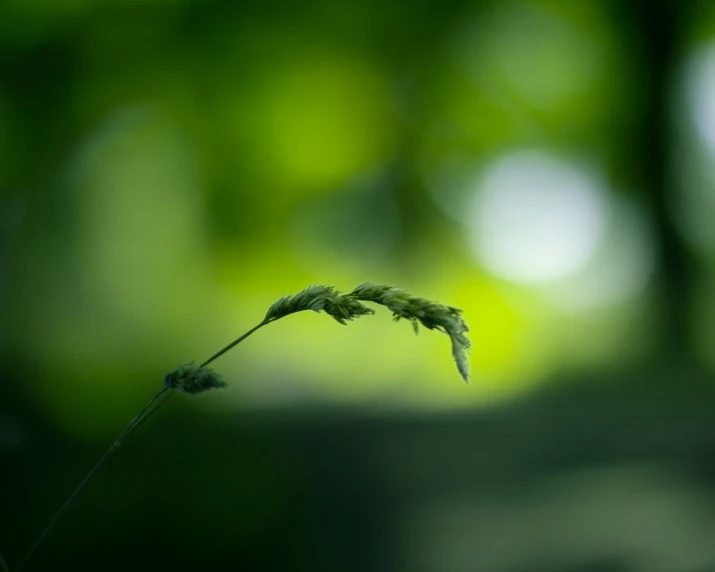 a plant in focus with the green leaves in the background