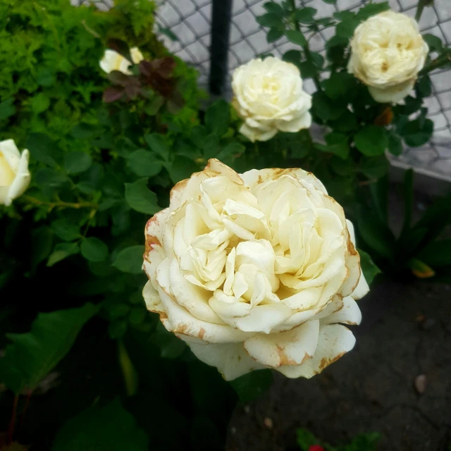 closeup po of a white flower in bloom near plants