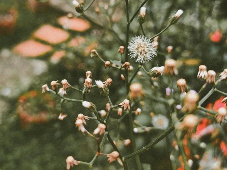 the small flowers on the plant are all tiny