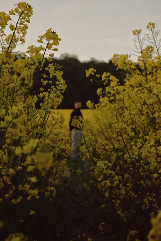 a woman stands amongst tall yellow leaves in a field