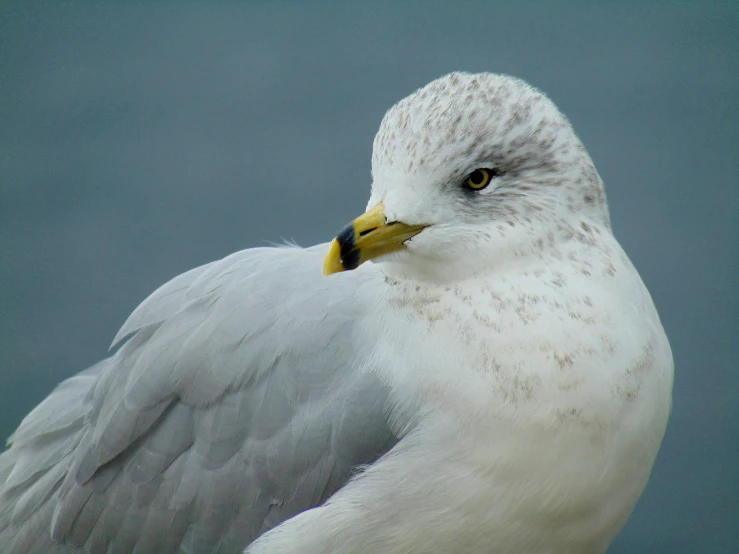 the bird has a long beak and is white