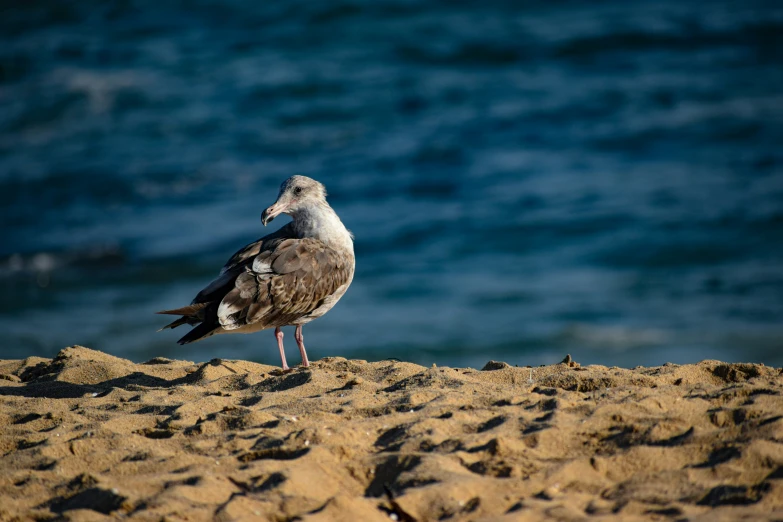 a small bird standing on sand by the water