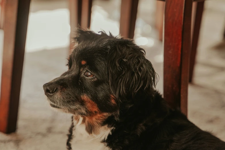 a dog sitting at a table that is partially filled