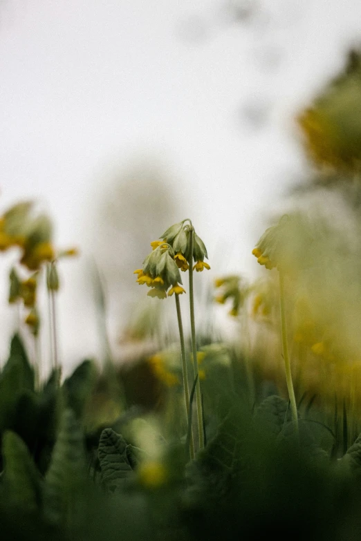 a group of daisies standing tall in a field