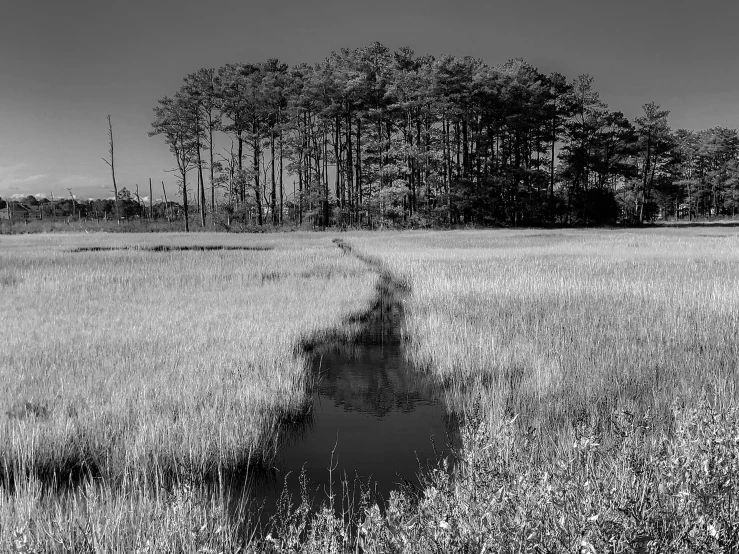 a dark forest in a field with grass and weeds