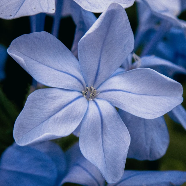 blue and white flowers with white tips on them