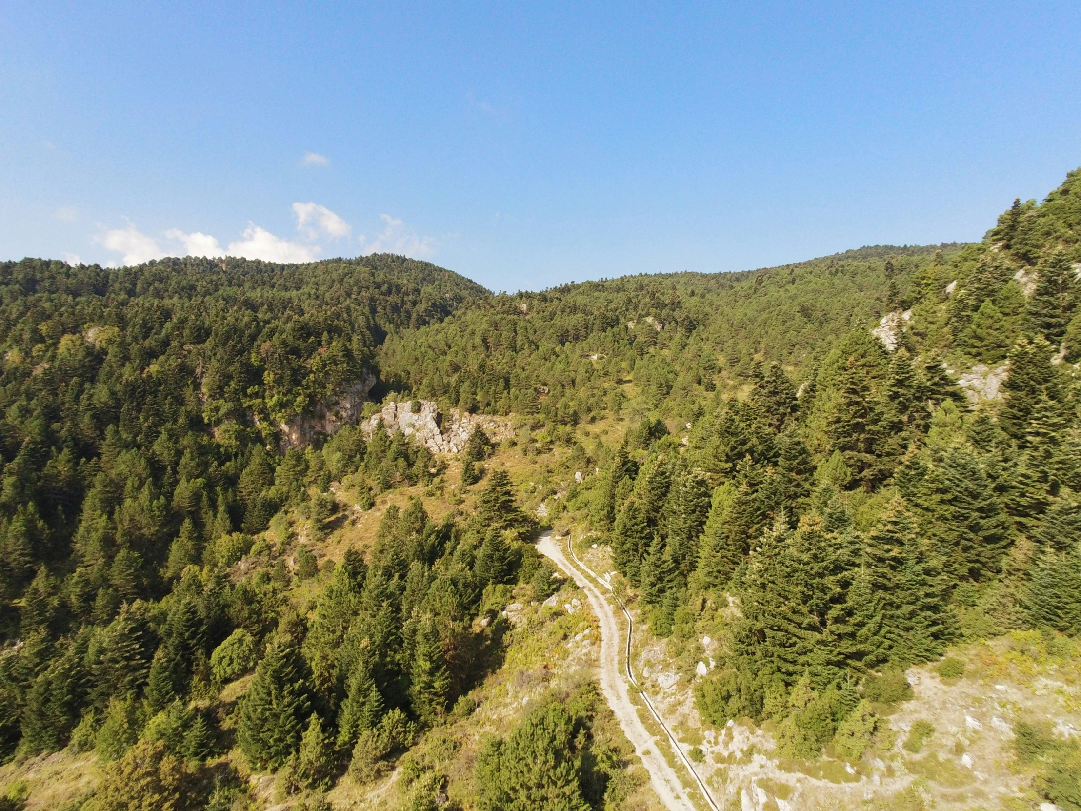 the road through the pine forest travels along a hilly path