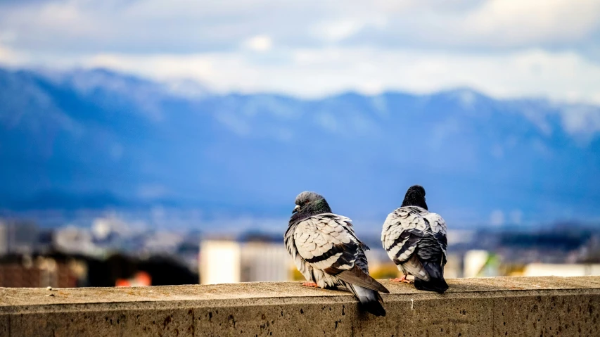 two birds sitting together on a ledge with a city in the distance