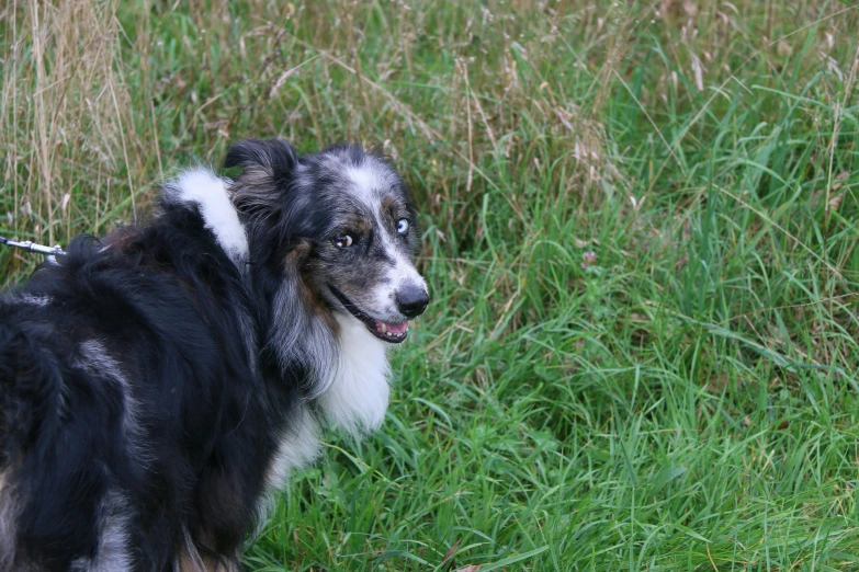 a black and white dog standing in tall grass