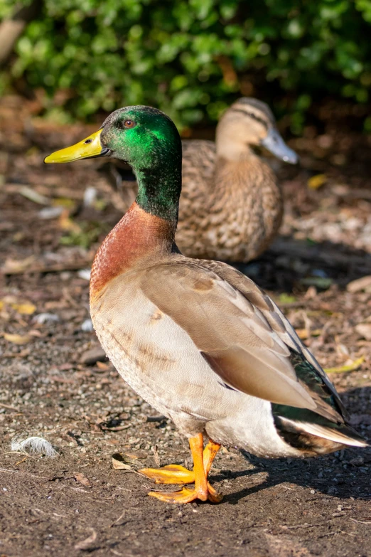 two brown and green ducks walking along the road