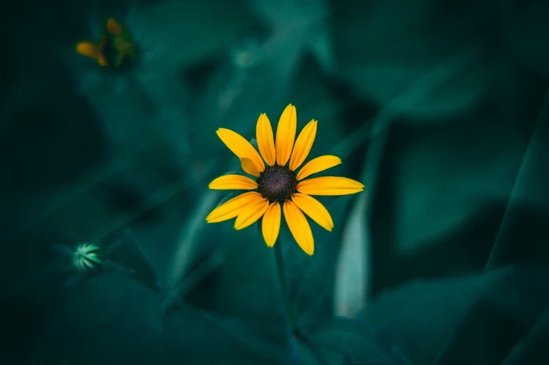 a yellow flower is seen against a dark green background