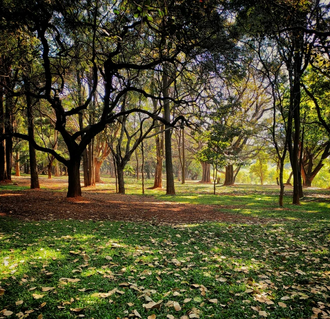 green grass, trees and leaves in a park