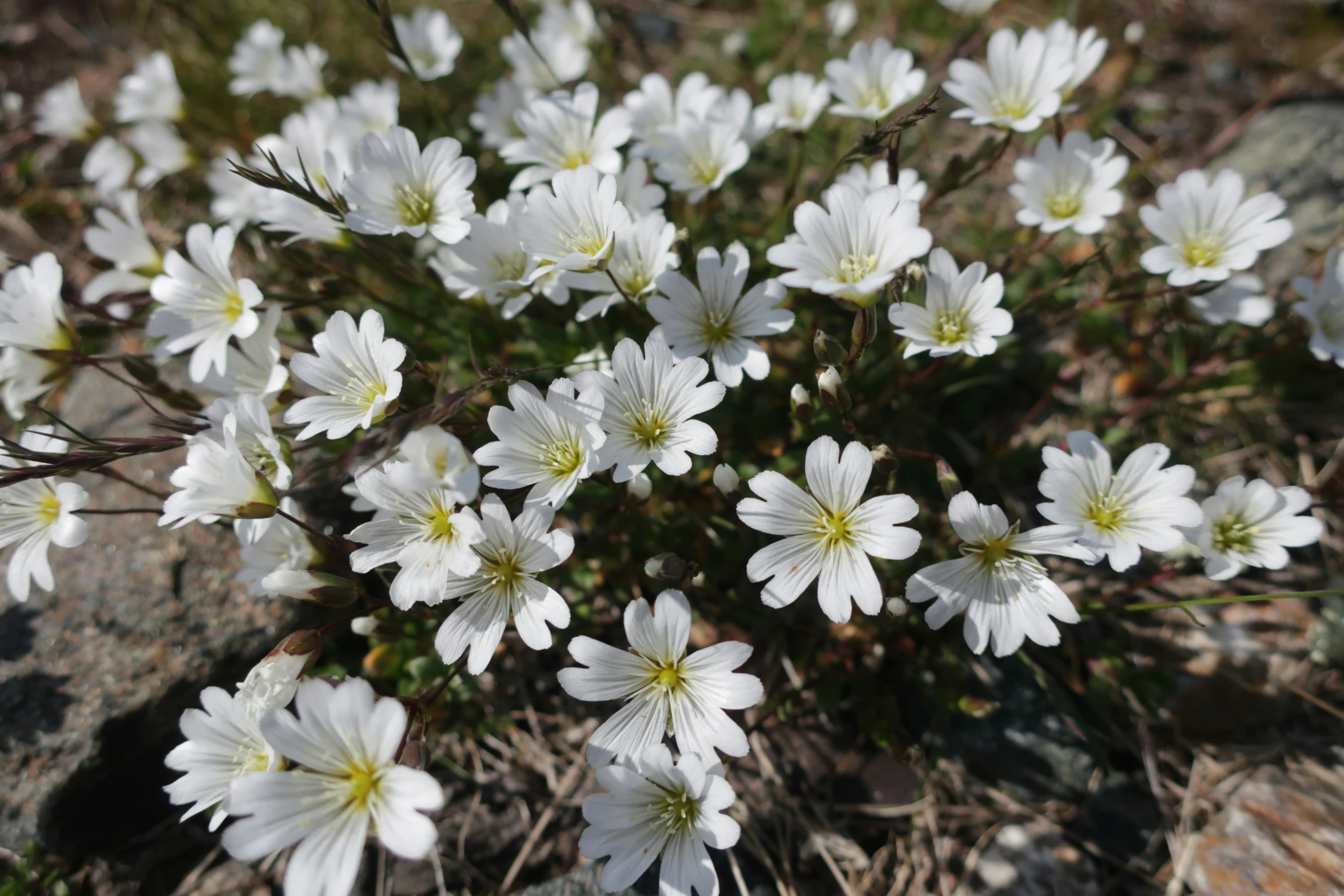 small white flowers growing out of the grass