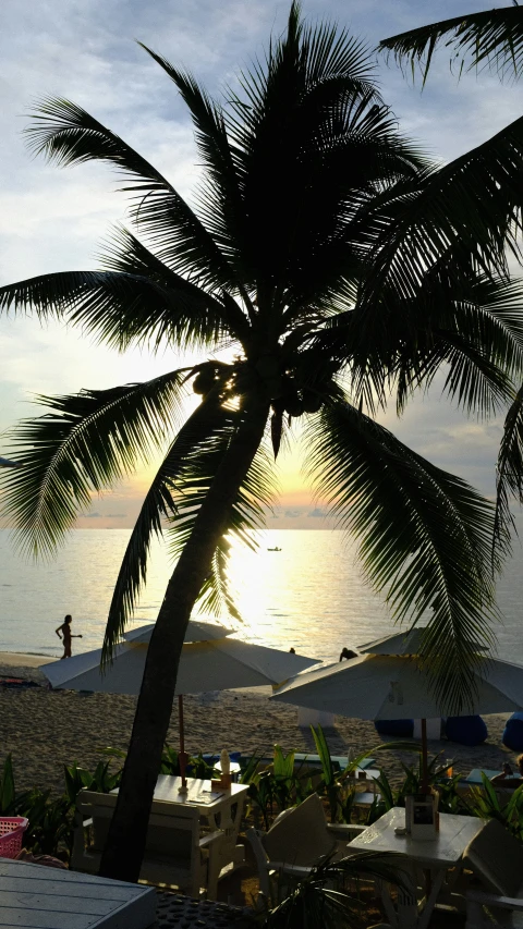 an image of a palm tree in the evening