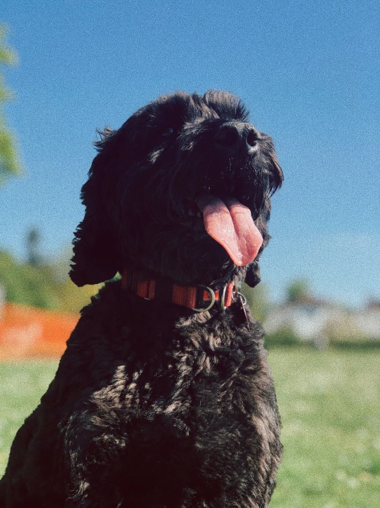 a black dog sitting in a field with his tongue out