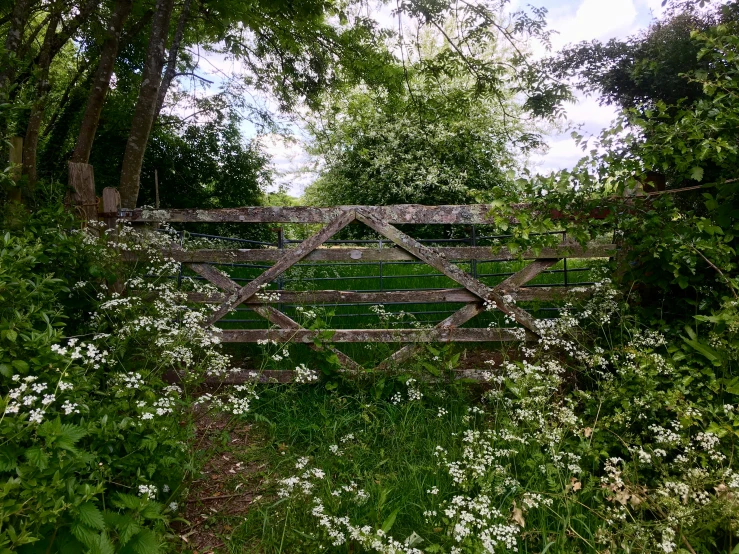 a gate in the middle of some trees