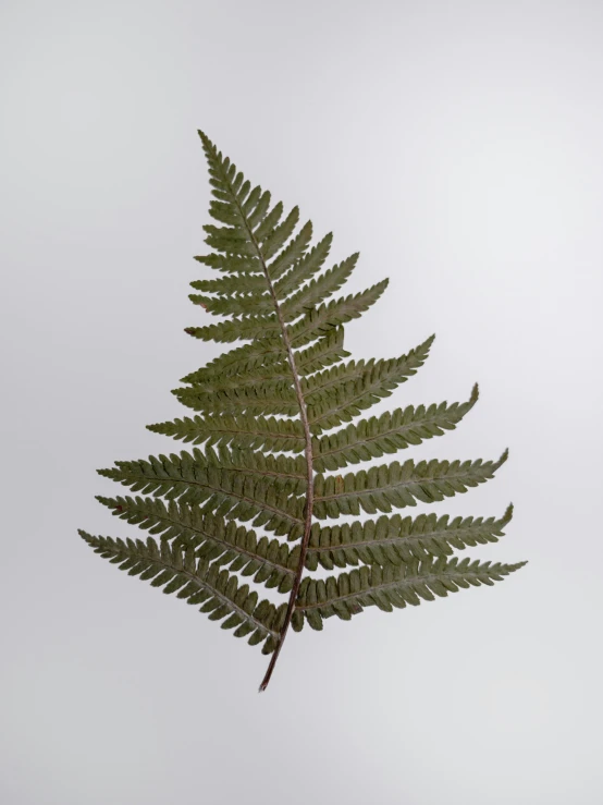 a green fern leaf is visible from below