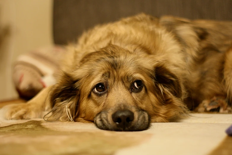 a brown dog laying on top of a brown carpet