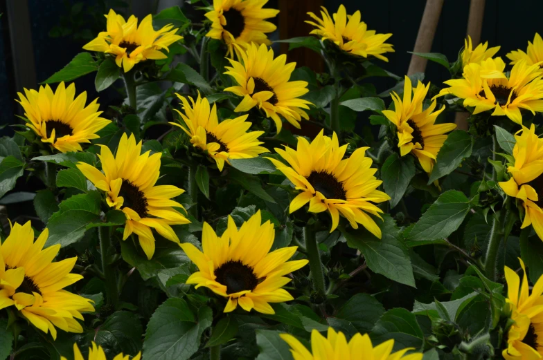 a very big bush of big pretty yellow flowers