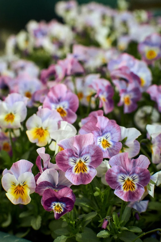 many colorful flowers are in pots of dirt