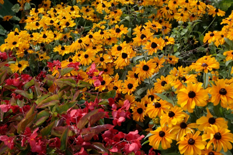 many different colors of flowers and plants together