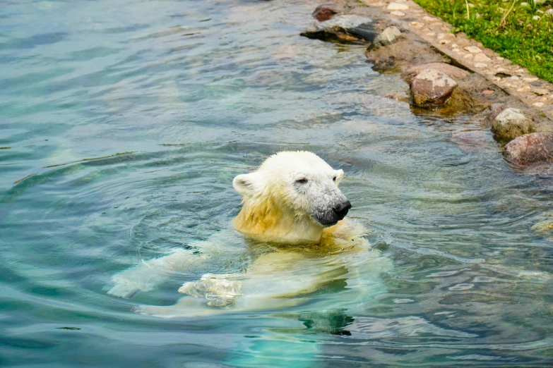 a white polar bear swimming in some blue water