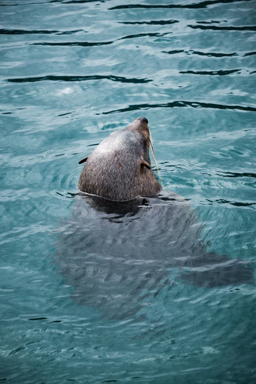 a sealfish floating in blue water on the surface