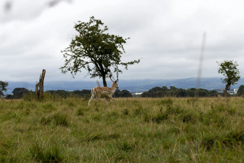 zes stand under a tree in the grasslands