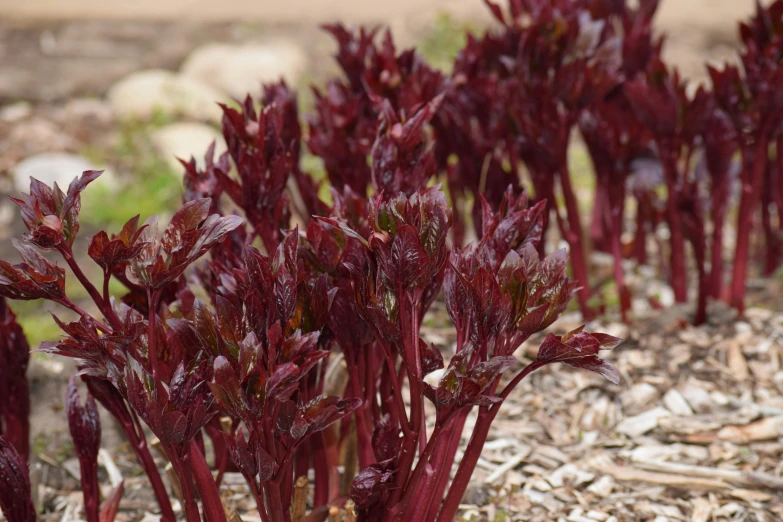 some red leafy plants next to rocks and grass