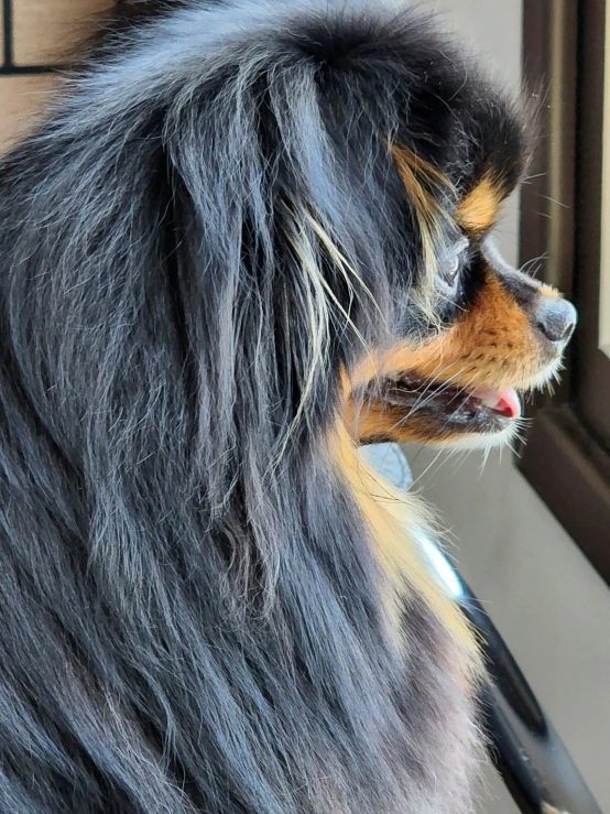 a dog sitting on a step and looking in a window