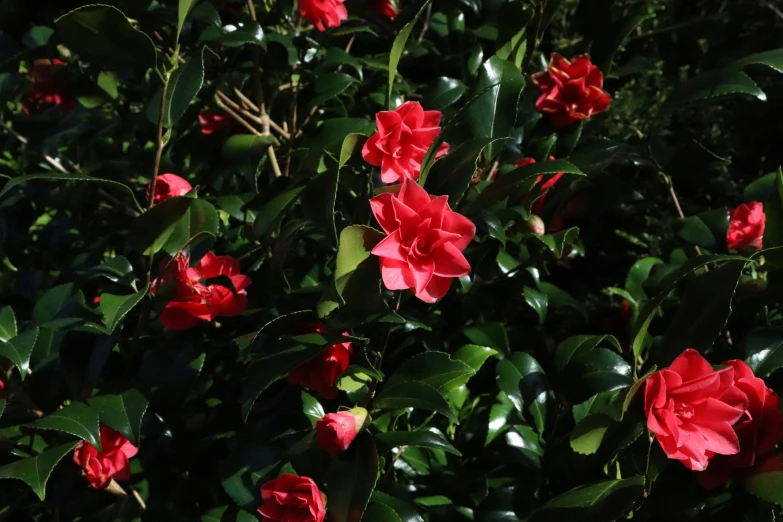 many red flowers are growing together in the sunshine