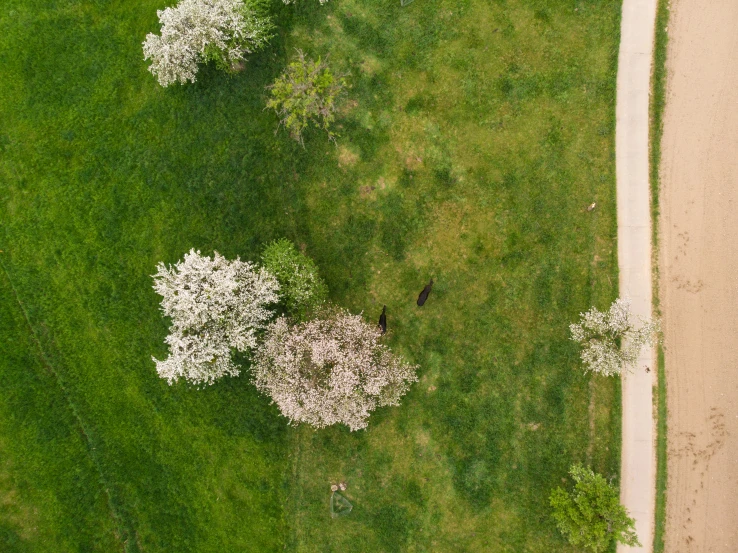 a park with a dirt path and a tree lined field