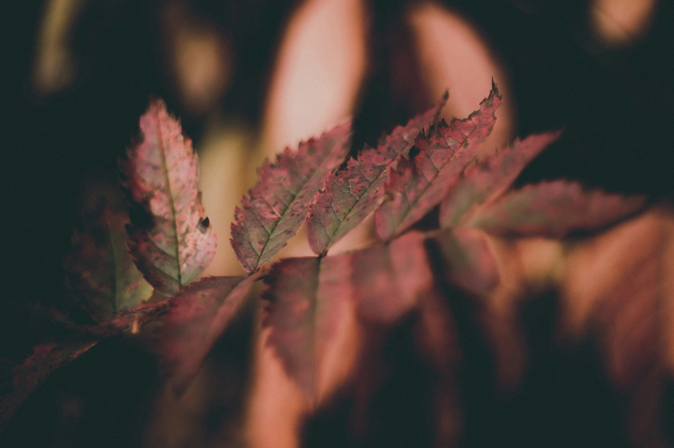 a close up of some leaves on the ground